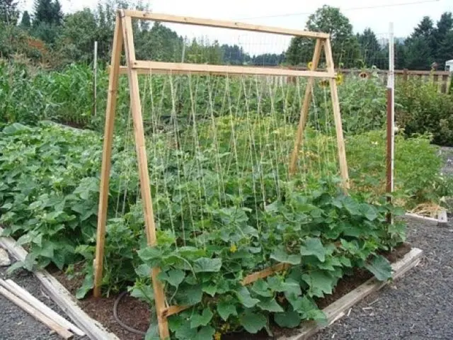 Cucumber Bastion