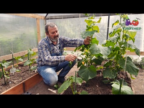 Cucumber Bastion