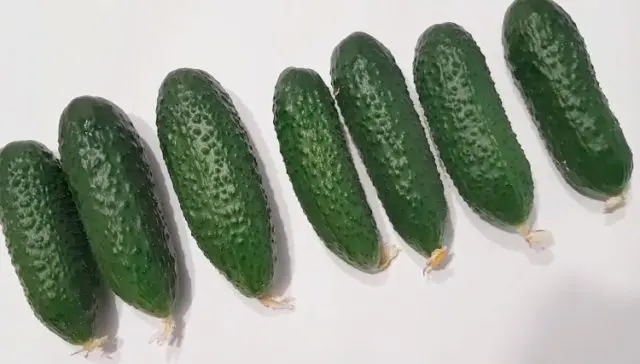 Cucumber Bjorn f1