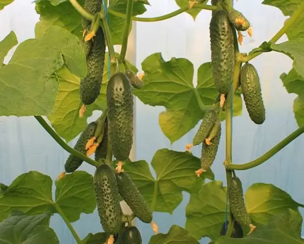 Cucumber Bjorn f1