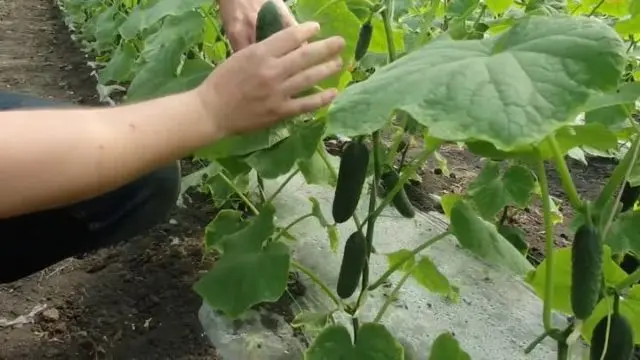 Cucumber Bjorn f1