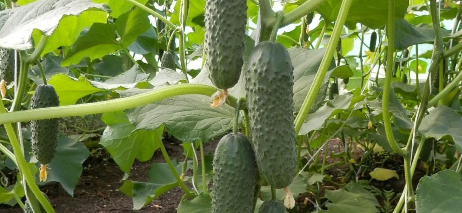 Cucumber Bjorn f1