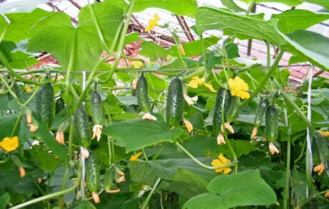 Cucumber boy with thumb