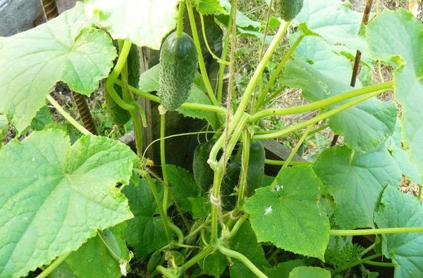 Cucumber boy with thumb