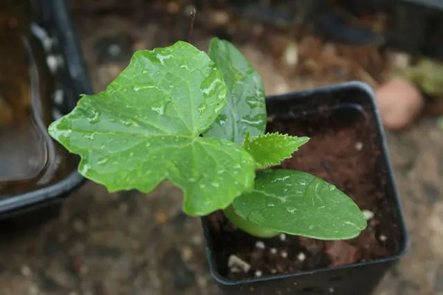 Cucumber boy with thumb