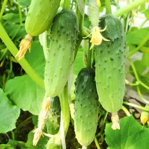 Cucumber boy with thumb