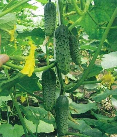 Cucumber Buyan f1