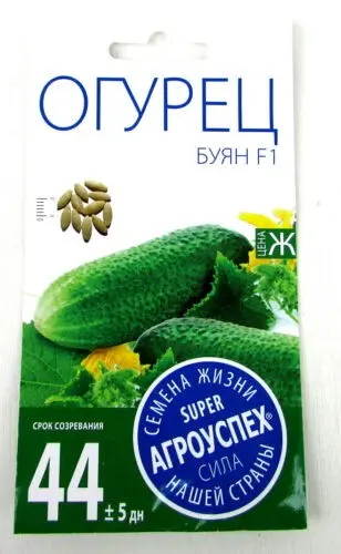 Cucumber Buyan f1