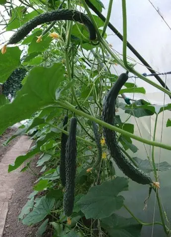 Cucumber Chinese snake: variety description, photos, reviews