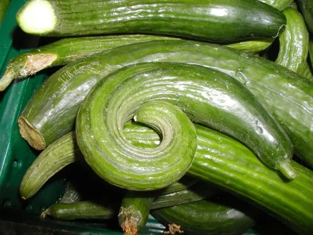 Cucumber Chinese snake: variety description, photos, reviews