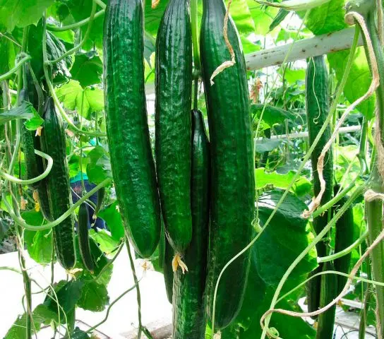 Cucumber Chinese snake: variety description, photos, reviews