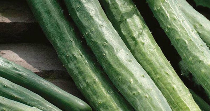 Cucumber Chinese snake: variety description, photos, reviews