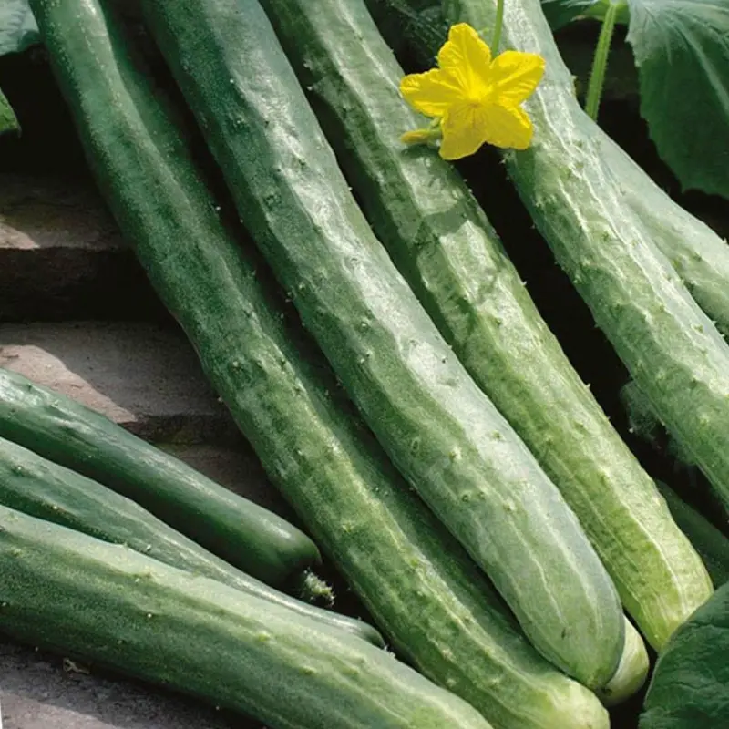 Cucumber Chinese snake: variety description, photos, reviews