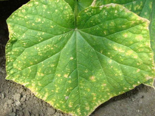 Cucumber chlorosis in a greenhouse: how to treat, photo