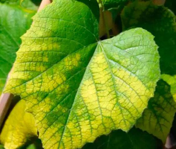 Cucumber chlorosis in a greenhouse: how to treat, photo