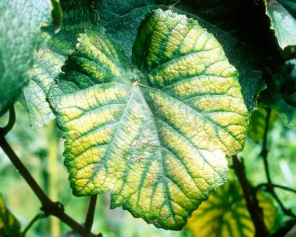 Cucumber chlorosis in a greenhouse: how to treat, photo