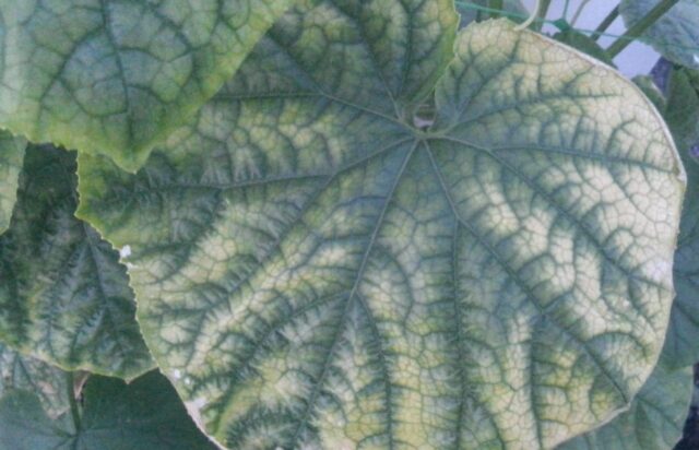 Cucumber chlorosis in a greenhouse: how to treat, photo