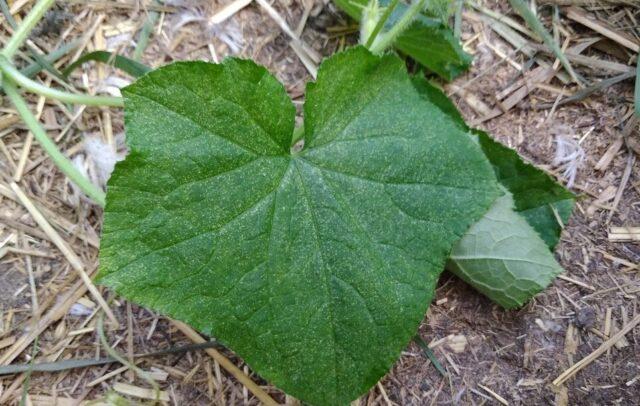 Cucumber chlorosis in a greenhouse: how to treat, photo