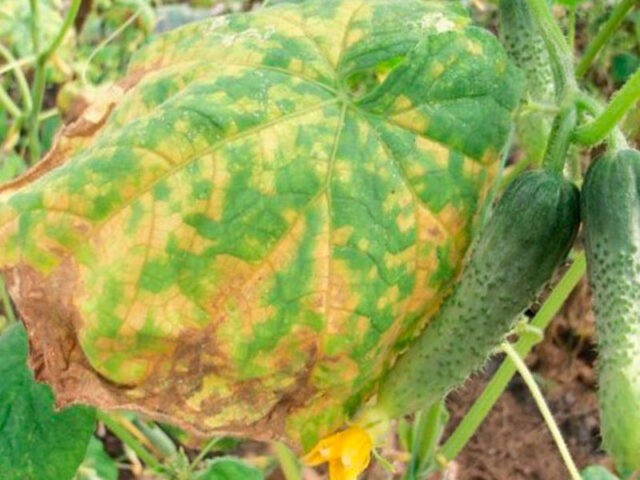 Cucumber chlorosis in a greenhouse: how to treat, photo