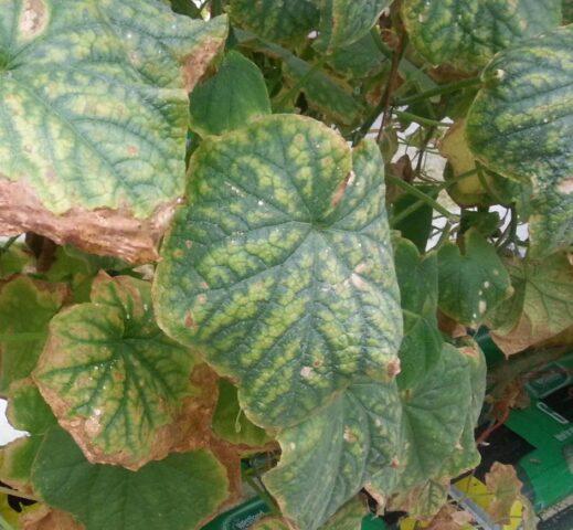 Cucumber chlorosis in a greenhouse: how to treat, photo