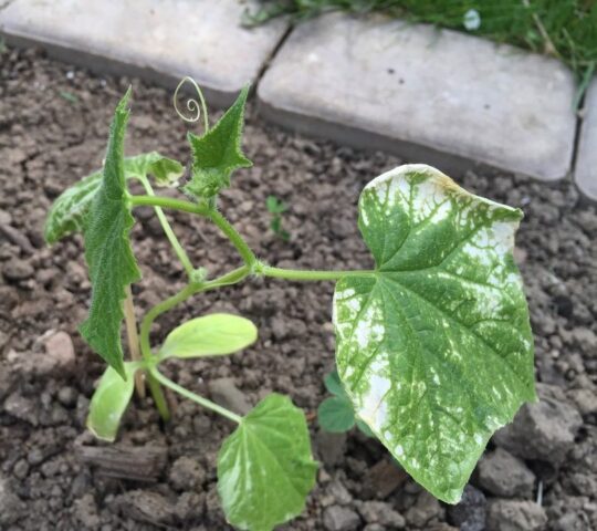 Cucumber chlorosis in a greenhouse: how to treat, photo