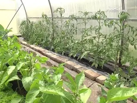 Cucumber chlorosis in a greenhouse: how to treat, photo