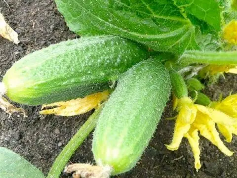 Cucumber Claudia: characteristics and description of the variety