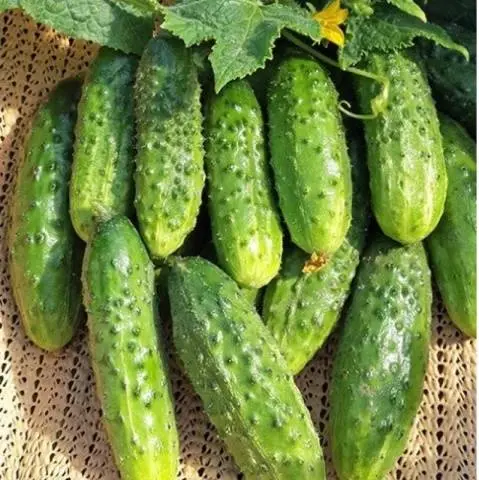 Cucumber Claudia: characteristics and description of the variety