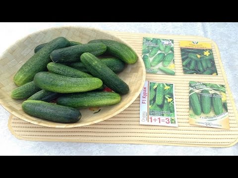 Cucumber Claudia: characteristics and description of the variety