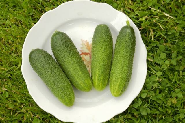 Cucumber Claudia: characteristics and description of the variety