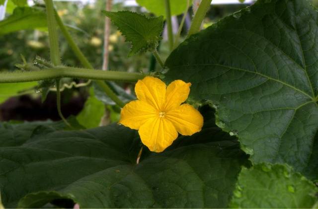 Cucumber Claudia: characteristics and description of the variety