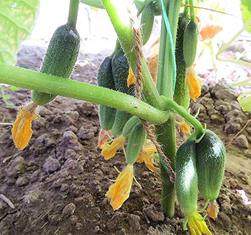 Cucumber Claudia: characteristics and description of the variety