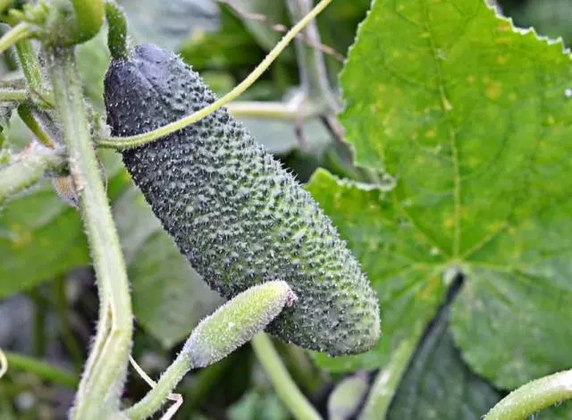 Cucumber Claudia: characteristics and description of the variety