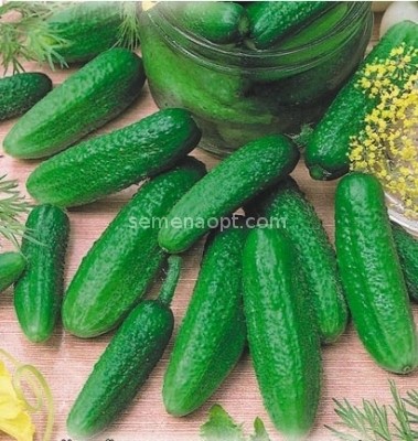 Cucumber Claudia: characteristics and description of the variety