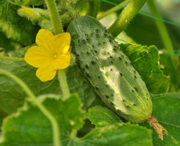 Cucumber Competitor