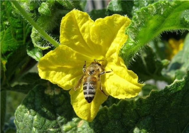 Cucumber Competitor