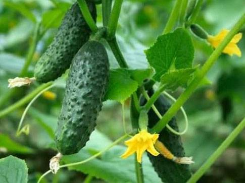 Cucumber Competitor