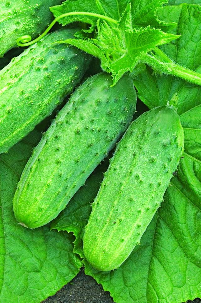 Cucumber Competitor