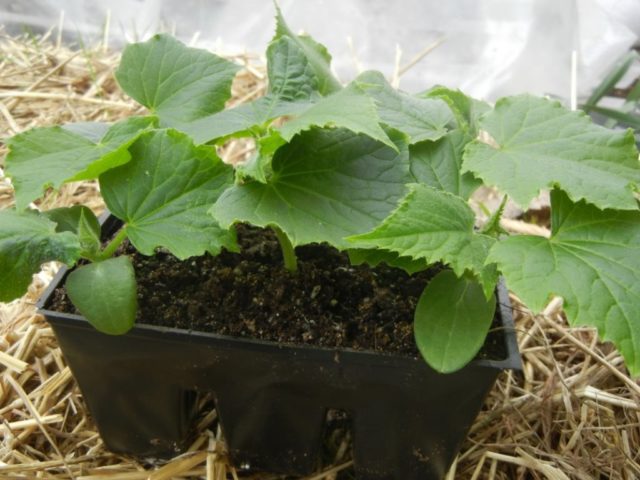 Cucumber Connie: variety description + photo