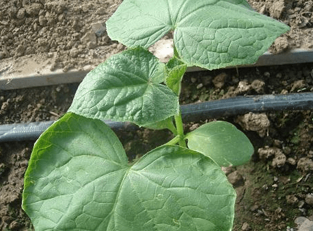 Cucumber Courage f1