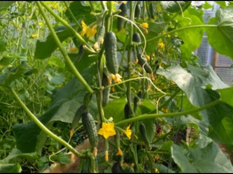 Cucumber Courage f1