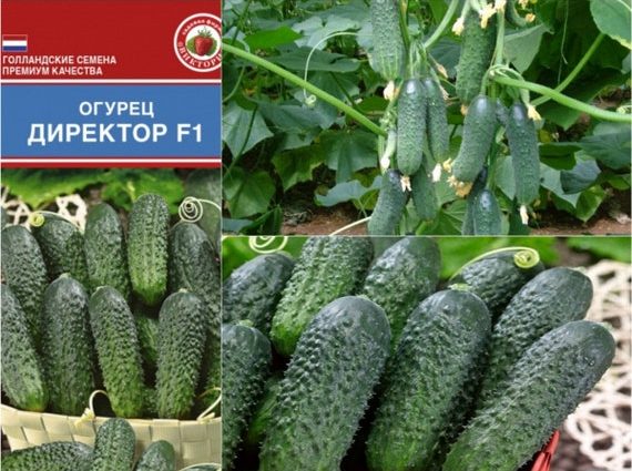 Cucumber Director F1