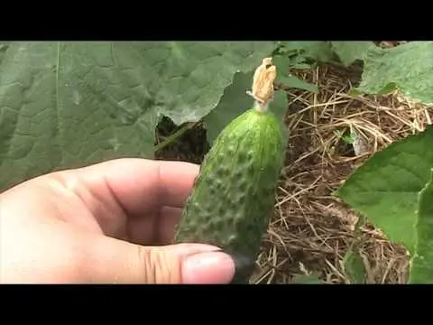 Cucumber Director F1