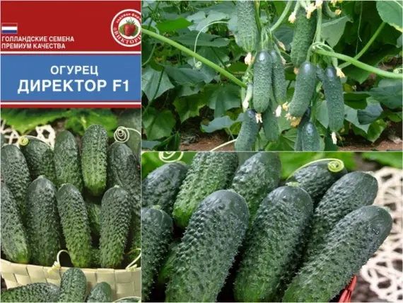 Cucumber Director F1