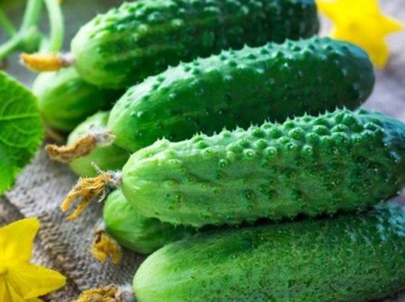 Cucumber Ekol F1: description + reviews