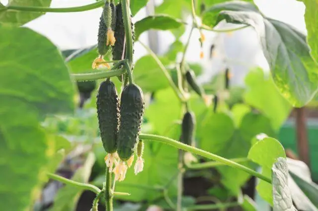 Cucumber Everyone is the envy of F1: variety description, photos, reviews, planting and care