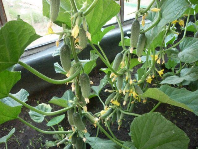 Cucumber Everyone is the envy of F1: variety description, photos, reviews, planting and care