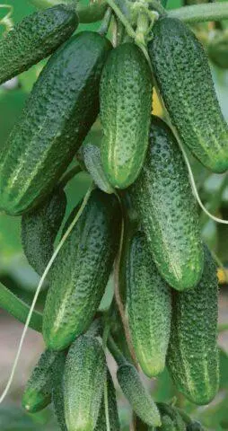 Cucumber Everyone is the envy of F1: variety description, photos, reviews, planting and care