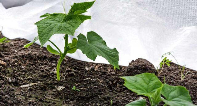 Cucumber Everyone is the envy of F1: variety description, photos, reviews, planting and care