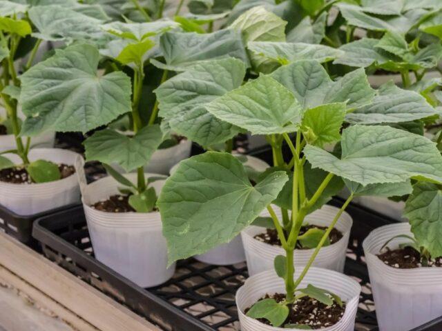 Cucumber Everyone is the envy of F1: variety description, photos, reviews, planting and care